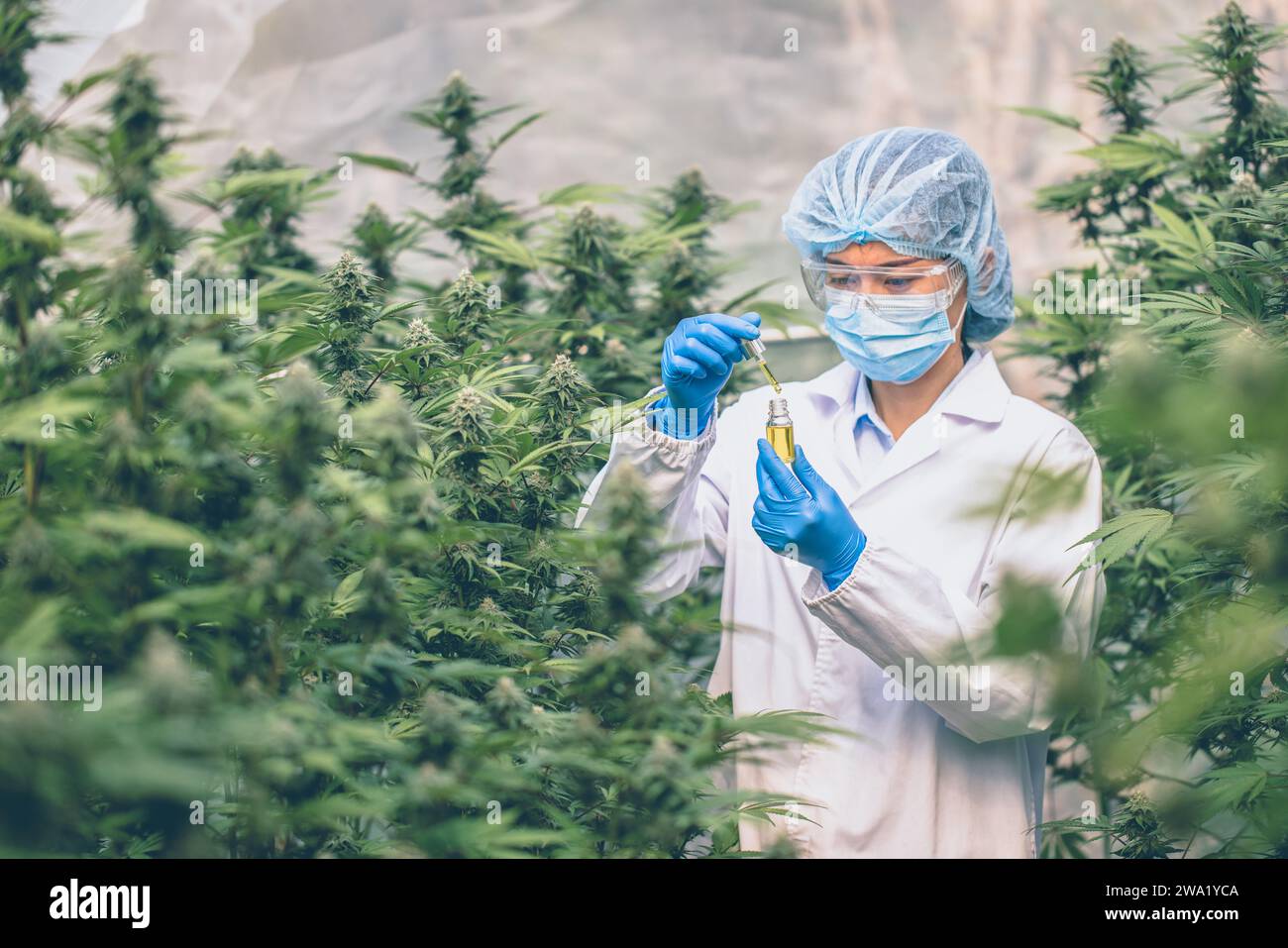 Arzt Hand halten Cannabisöl, Forschung von Hanföl Extrakte für medizinische Zwecke Stockfoto