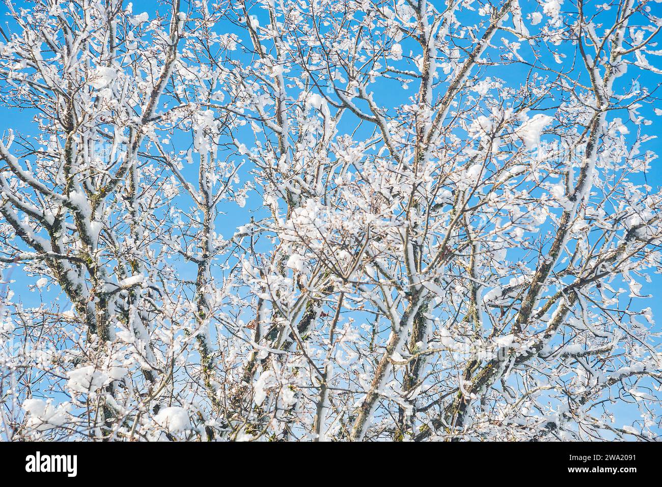 Schneebedeckte Baum. Stockfoto