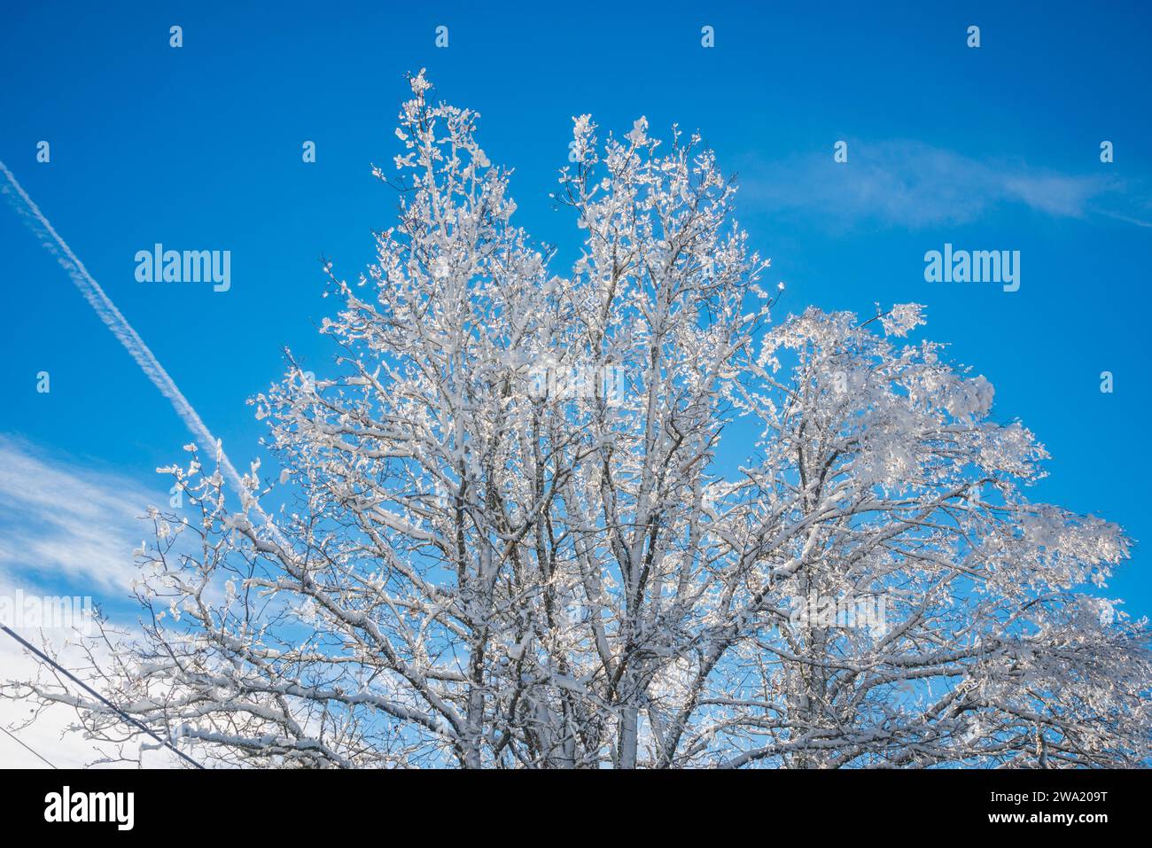 Schneebedeckte Baum. Stockfoto