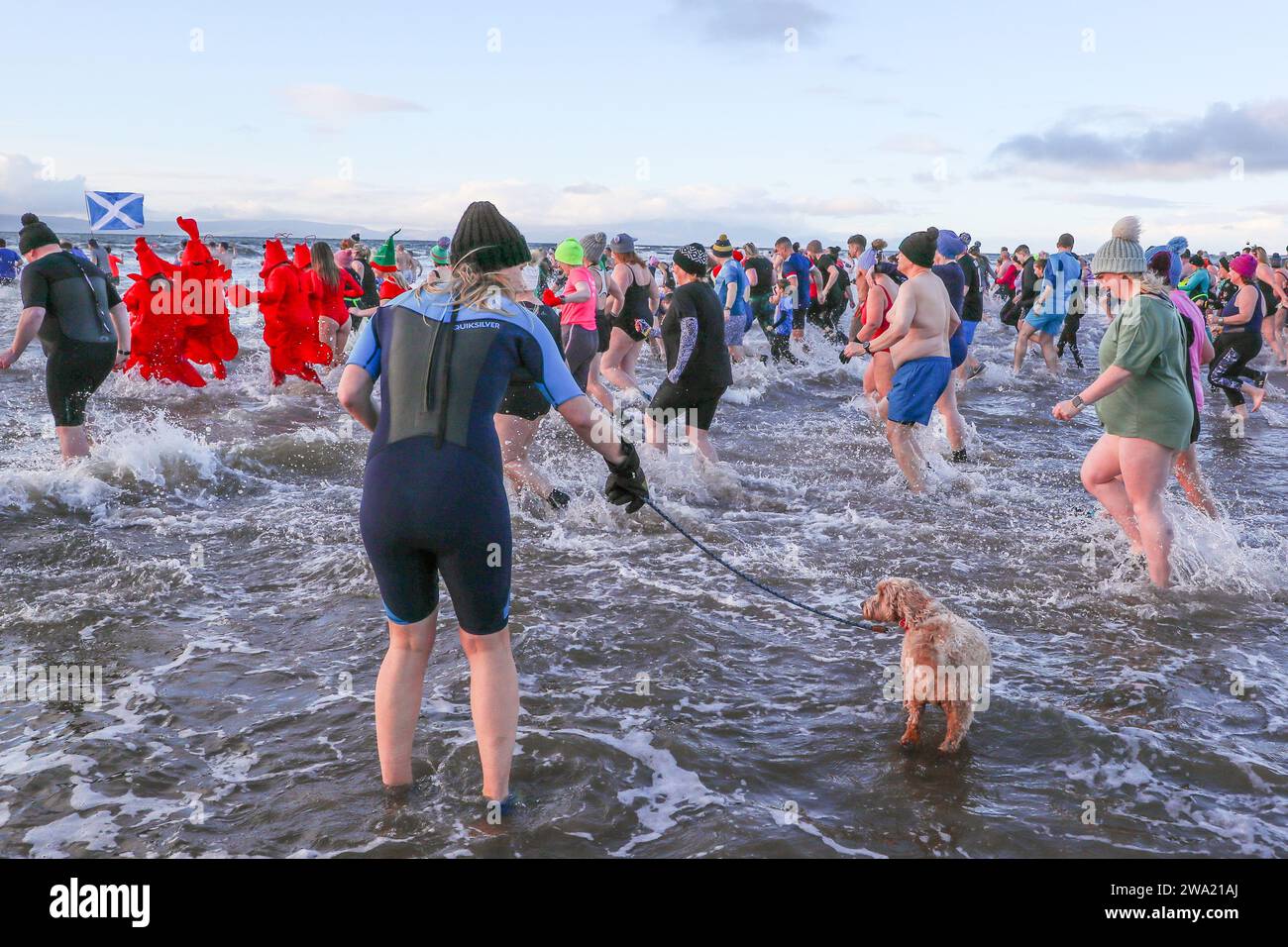 Irvine, Ayrshire, Großbritannien. Januar 24. Irvine, Großbritannien. Mehrere hundert Menschen nahmen an dem jährlichen Neujahrstag Polar Plunge vom Irvine Beach in Ayrshire in den Firth of Clyde Teil. Viele der Schwimmer sammelten Geld für eine Wohltätigkeitsorganisation Credit: Findlay/Alamy Live News Stockfoto