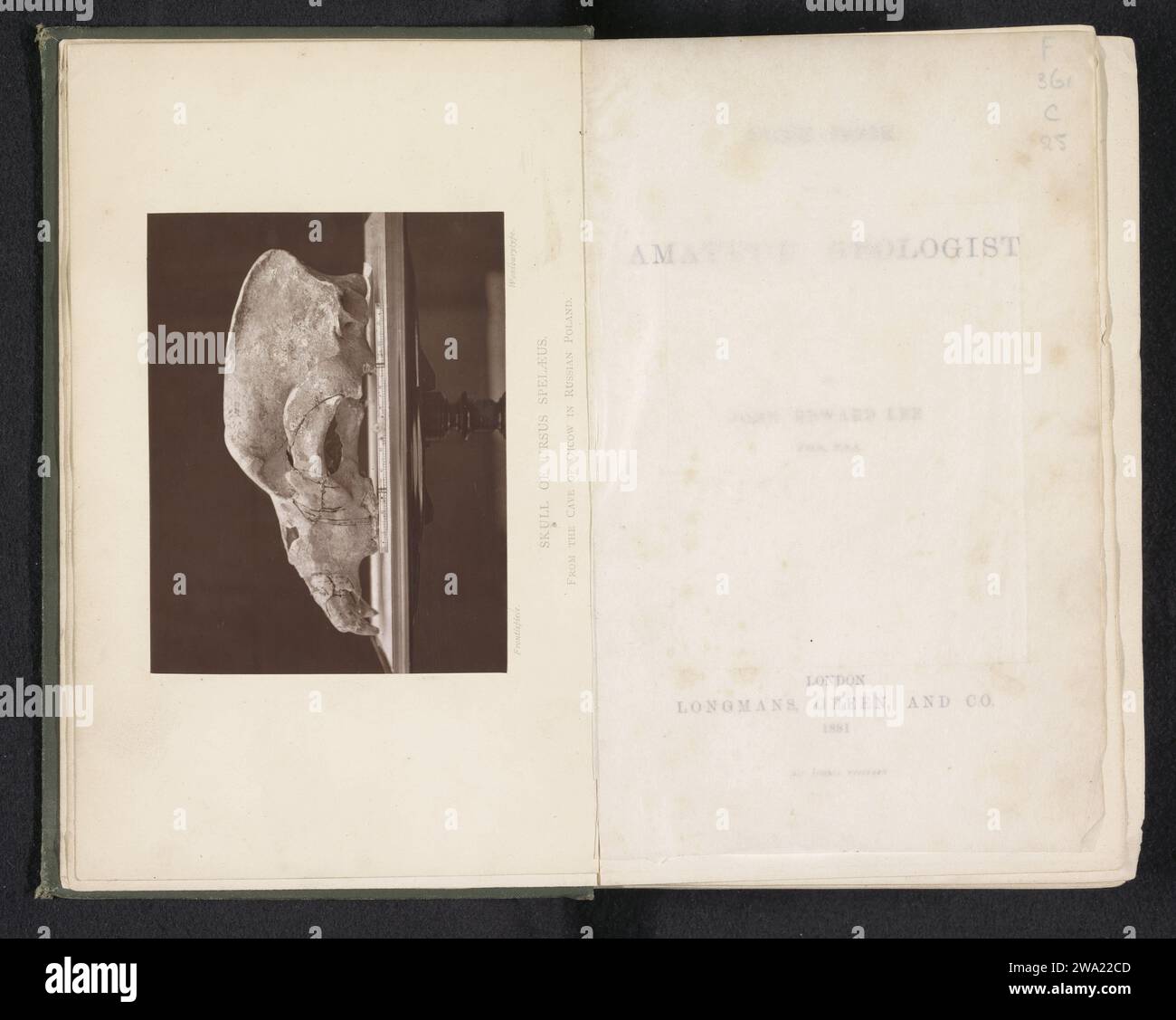 Schädel von Ursus spelaeus, um 1871 - in oder vor 1881 fotomechanischer Druck Vereinigtes Königreich Papiertiere (+ Schädel eines Tieres). Raubtiere, Raubtiere: Bär Stockfoto