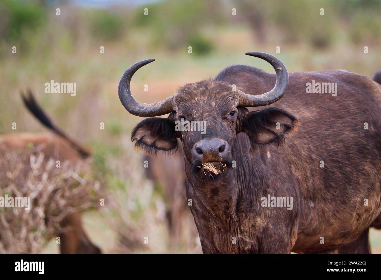 Büffel im Tsavo East National Park, Tsavo West in Kenia Stockfoto