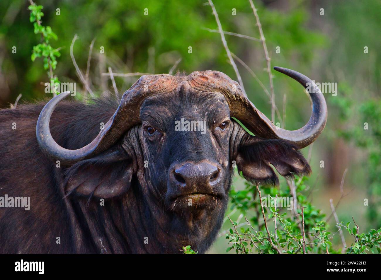 Büffel im Tsavo East National Park, Tsavo West in Kenia Stockfoto