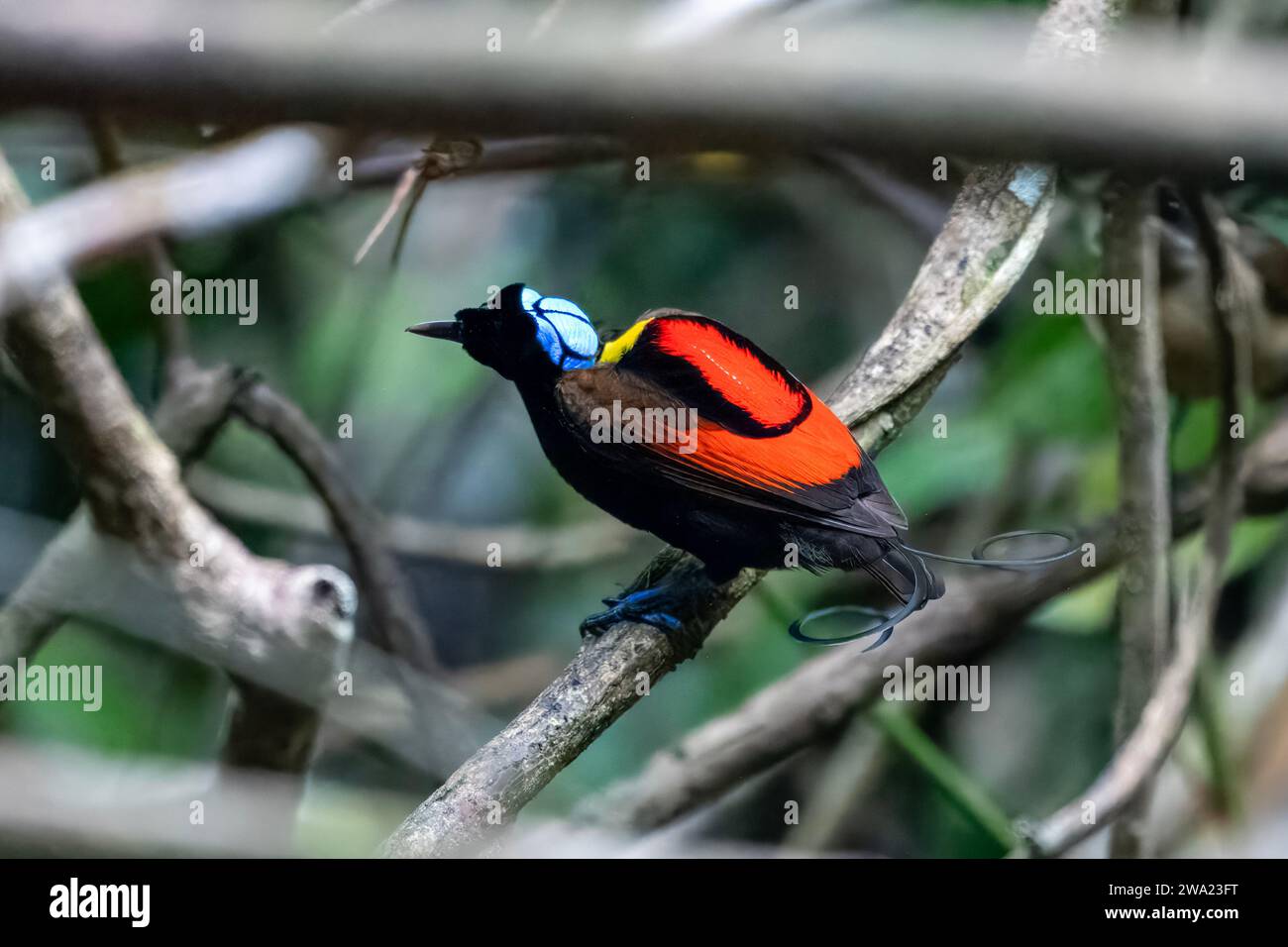 Wilson's Bird of Paradise oder Diphyllodes respublica in Waigeo in West Papua Stockfoto