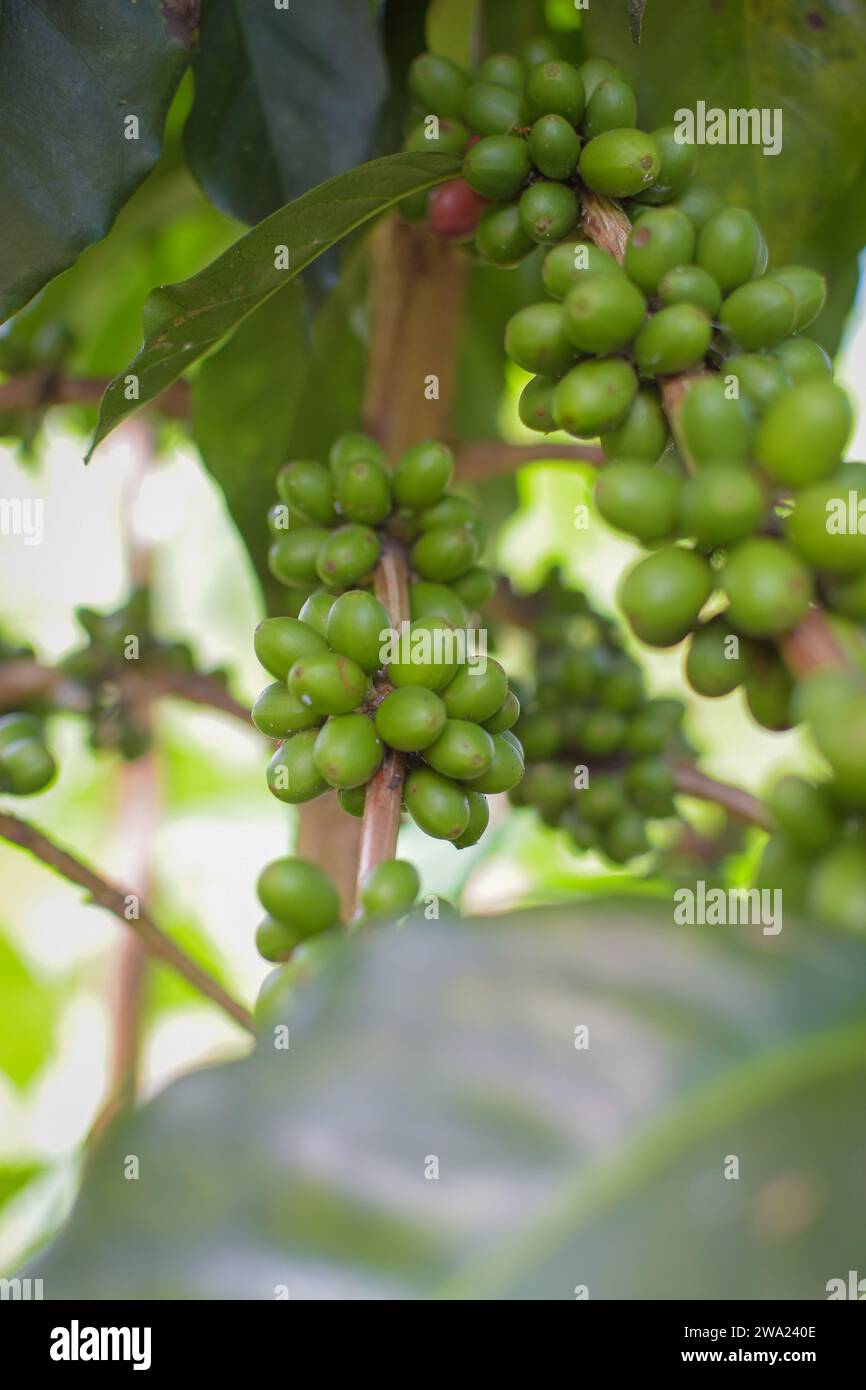 Detail von Kaffeebeeren auf einem Baum mit Bokeh Hintergrund, keine Leute. Stockfoto