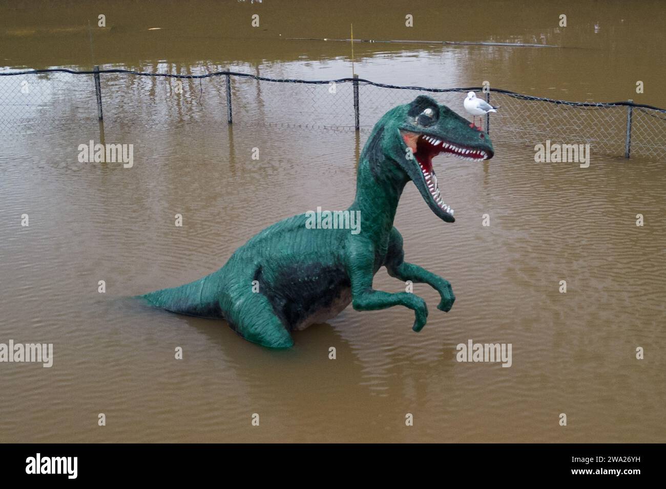 Stourport-on-Severn, Worcestershire, 1. Januar 2024 - Eine freche Möwe ruht auf der Nase des Dinosauriers Dennis. - Der Wasserstand stieg am Montag durch Stourport-on-Severn an, als Sturm Henk schwere Hochwasserwarnungen in Großbritannien brachte. Ein Modell eines Dinosauriers auf einem Minigolfplatz, von Einheimischen, die es als Höhenmessgerät verwenden, Dennis genannt, ist jetzt „Kniehöhe“ Geoffrey die Giraffe ist ebenfalls „Schulterhöhe“ in der Nähe. Ein Modell Zebra und Tiger konnte auch teilweise unter Wasser gesehen werden. Das Treasure Island Fair Ground ist heute mehr Insel wie früher. Quelle: Stop Press Media/Alamy Live News Stockfoto