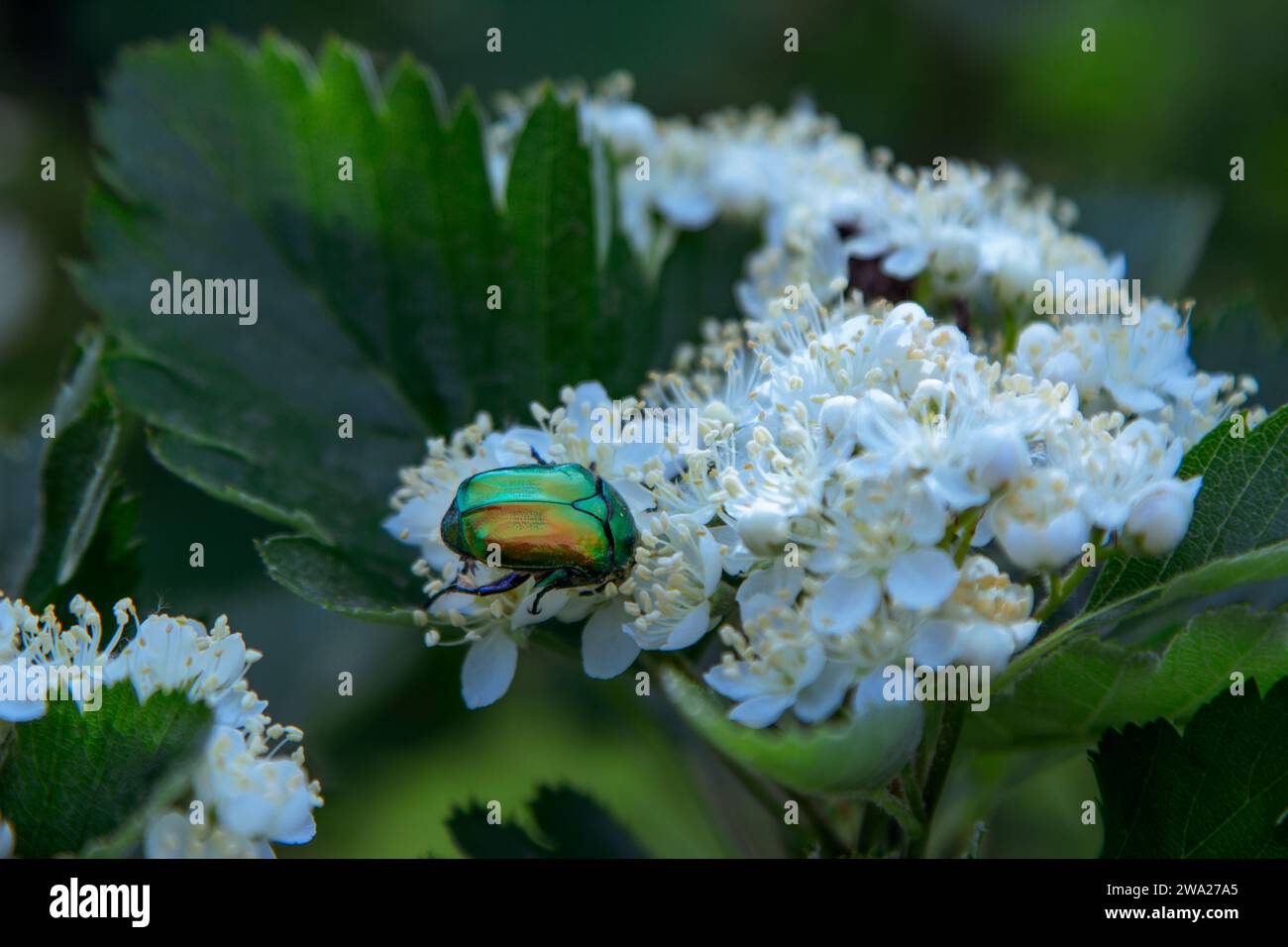 Schließen Sie Cetonia aurata oder den grünen Rosenscheuerschutz, einen Käfer auf einer blühenden weißen Rosenblume. Stockfoto