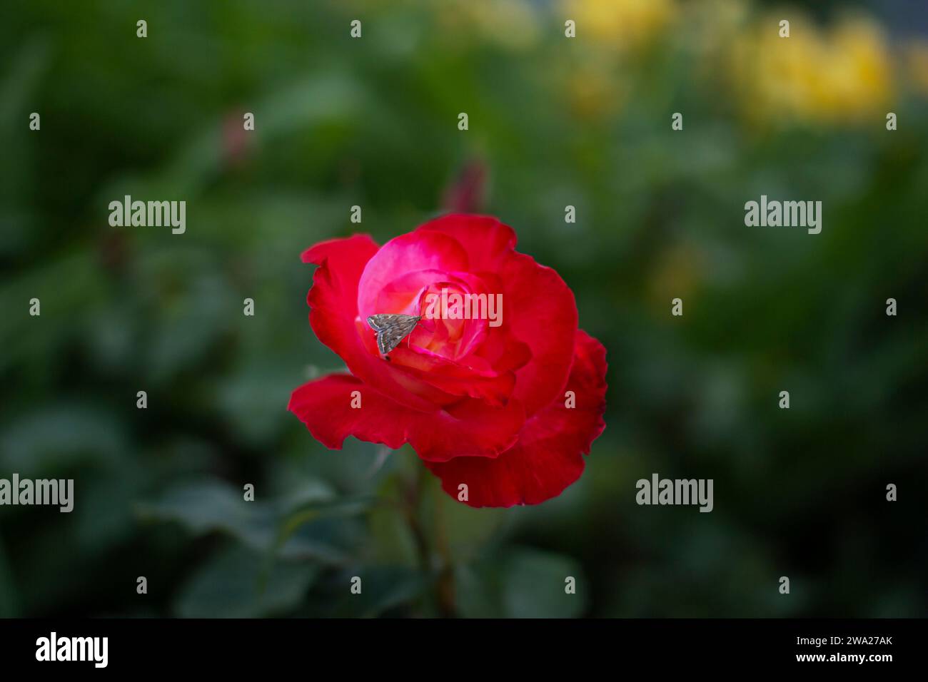 Nahaufnahme schöne rote Rose mit einem MottenSchmetterling auf seinen Blütenblättern, die im Garten wächst Stockfoto
