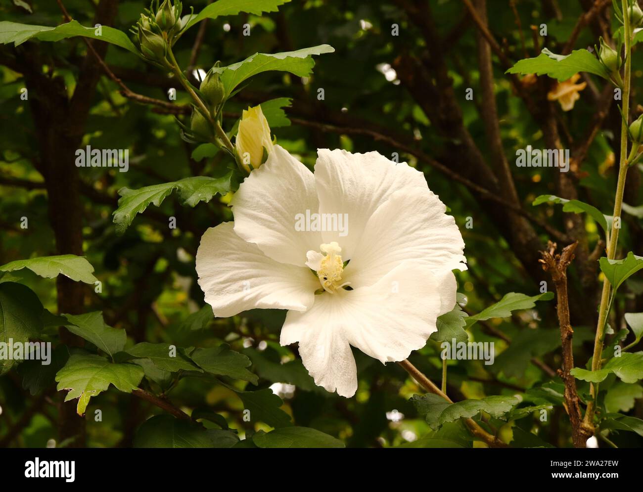 Weiße Rosenblüte gegen dunkelgrüne Strauchblätter Stockfoto