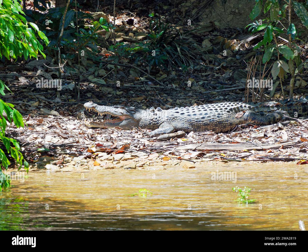 Blick auf ein Krokodil am Ufer des Daintree River in der Nähe von Cape Tribulation im Norden von Queensland Australien Stockfoto