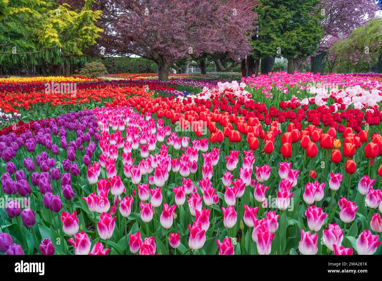 Die Tulpengärten der RoozenGaarde im Skagit Valley, Washington, USA. Stockfoto