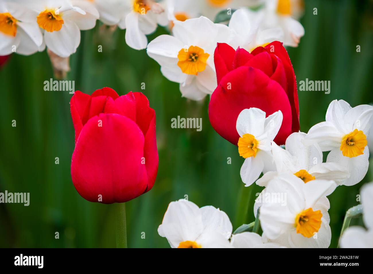Die Tulpengärten der RoozenGaarde im Skagit Valley, Washington, USA. Stockfoto