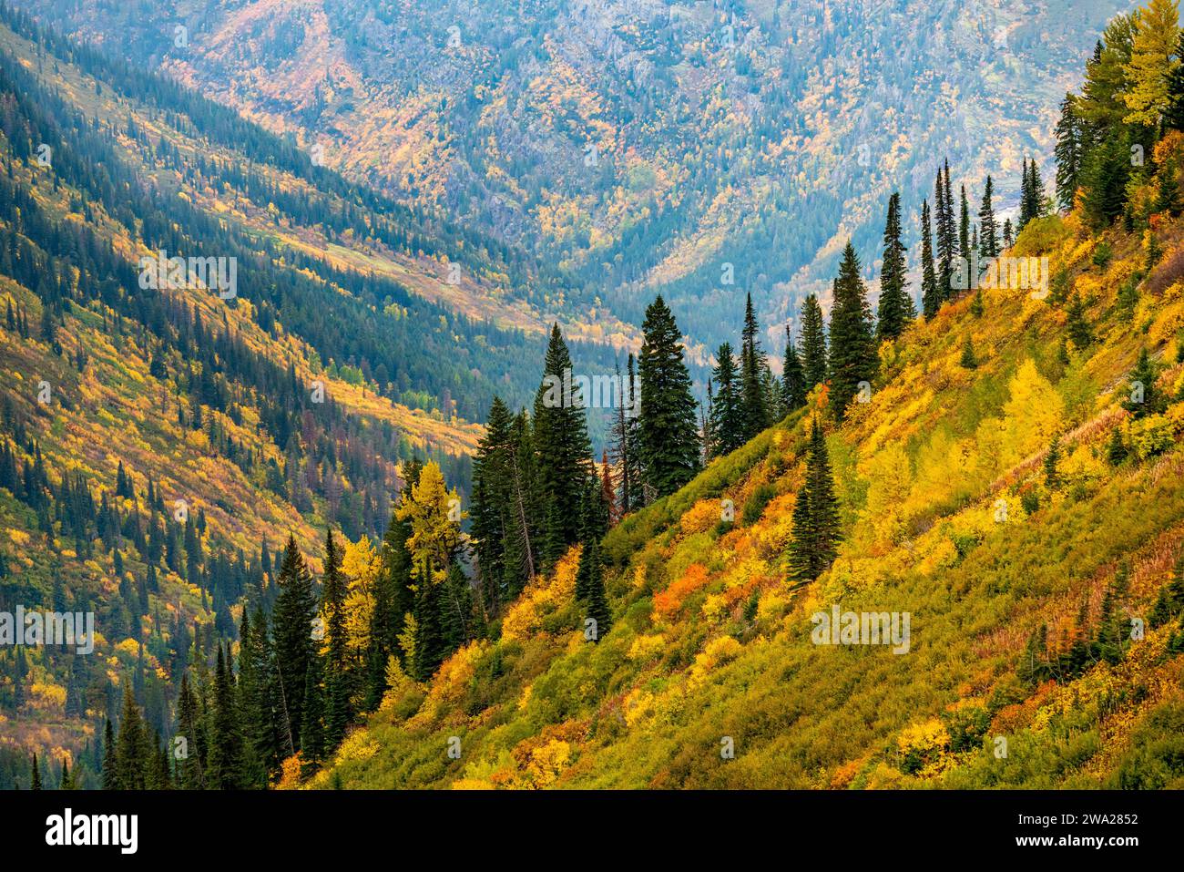 Die Herbstfarbe der Laubhügel entlang der Going to the Sun Road, Glacier National Park, Montana, USA. Stockfoto