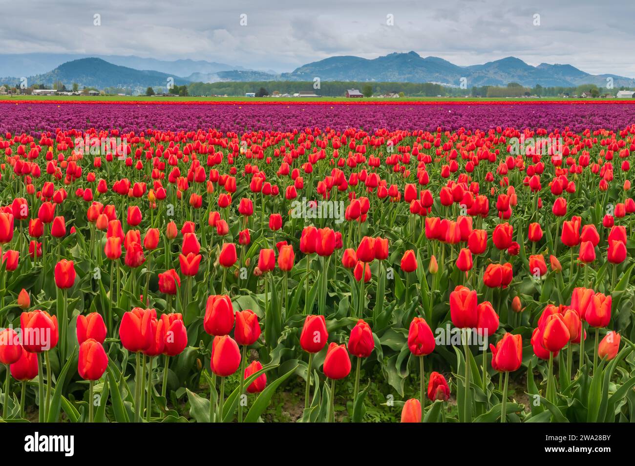 Die Tulpengärten der RoozenGaarde im Skagit Valley, Washington, USA. Stockfoto