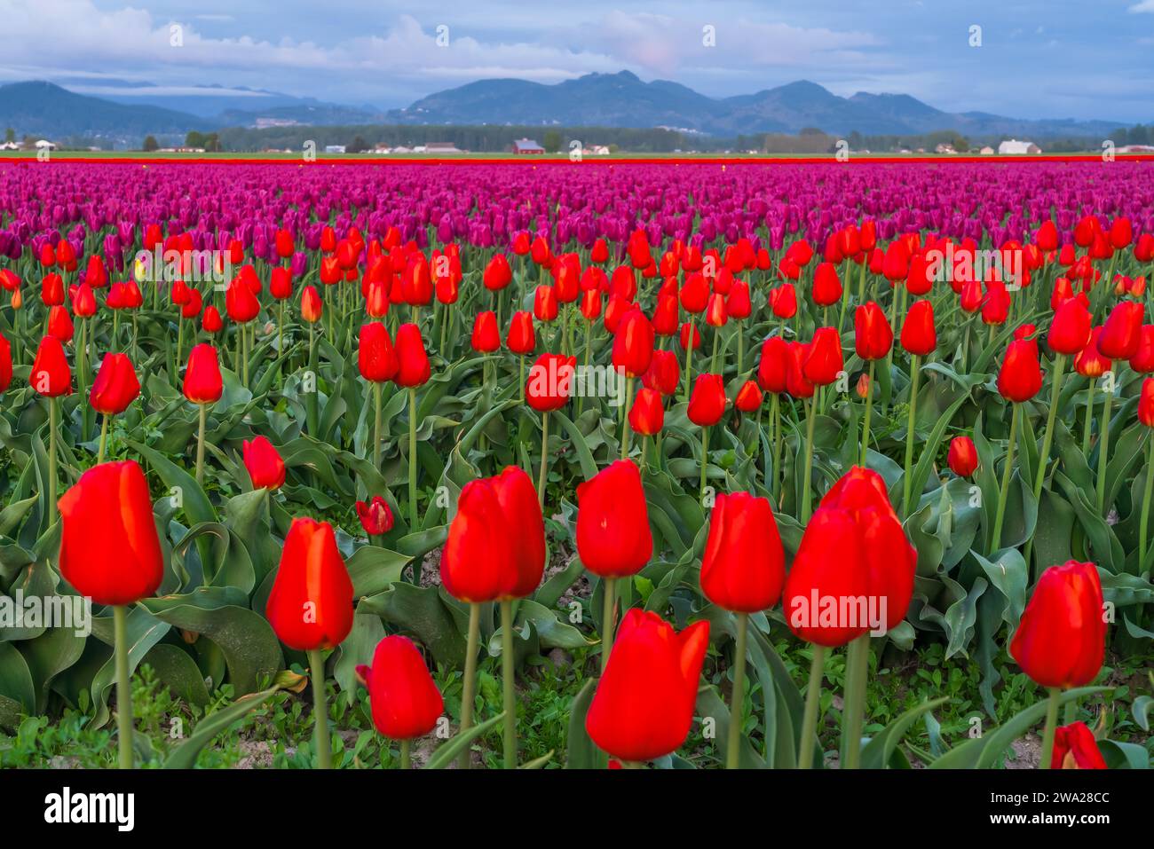 Die Tulpengärten der RoozenGaarde im Skagit Valley, Washington, USA. Stockfoto