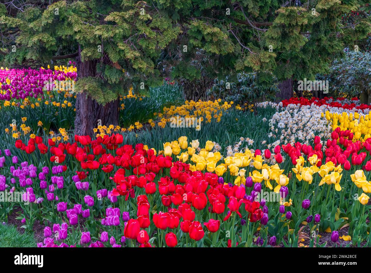 Die Tulpengärten der RoozenGaarde im Skagit Valley, Washington, USA. Stockfoto