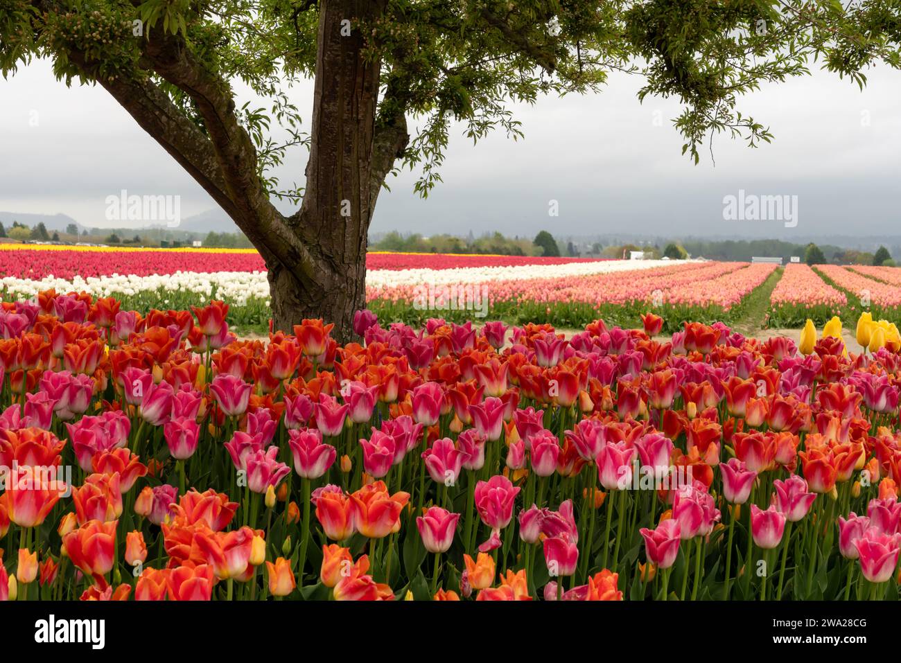 Die Tulpengärten der RoozenGaarde im Skagit Valley, Washington, USA. Stockfoto