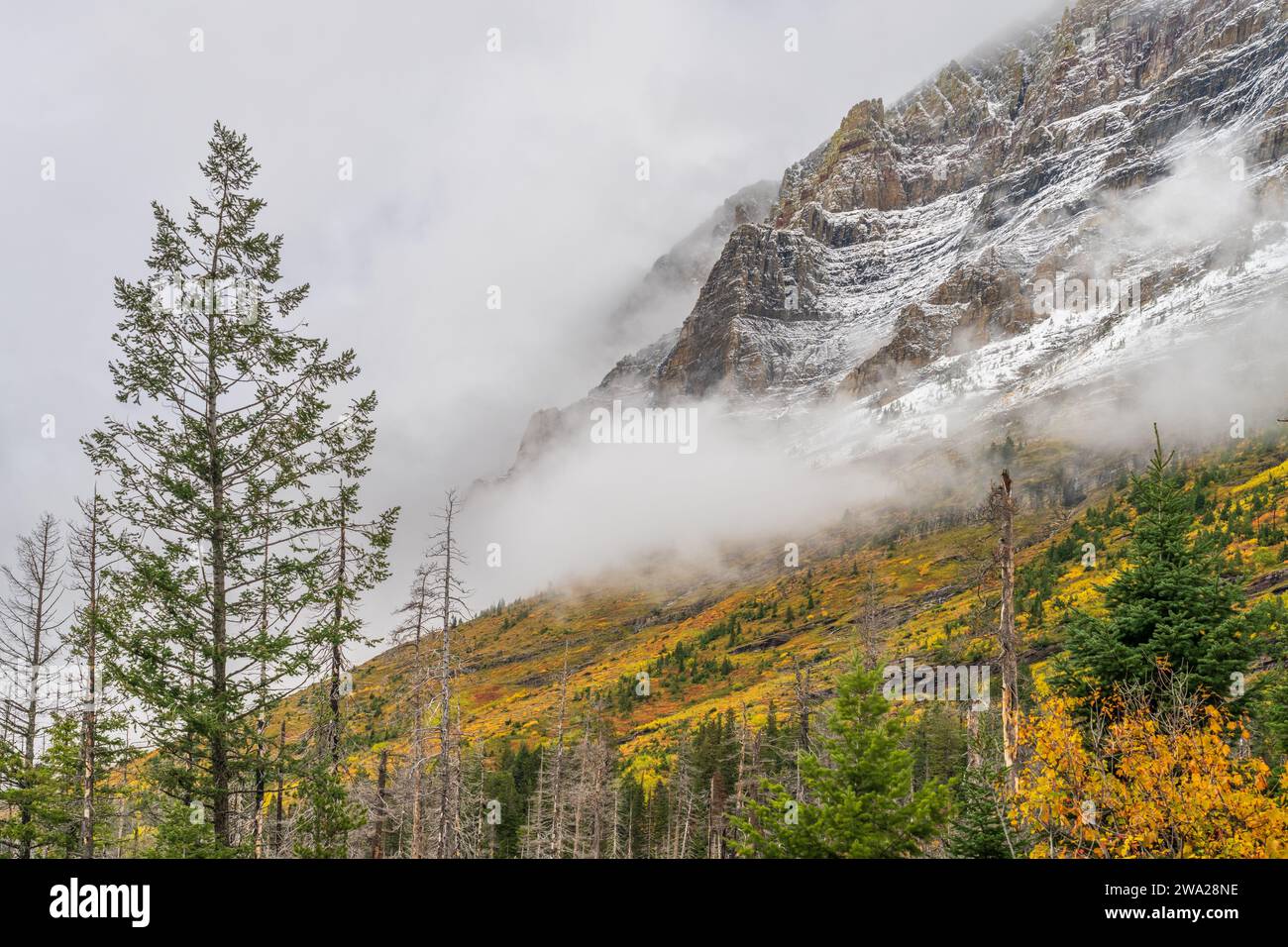 Die Herbstfarbe entlang der Going to the Sun Road im Glacier National Park, Montana, USA. Stockfoto