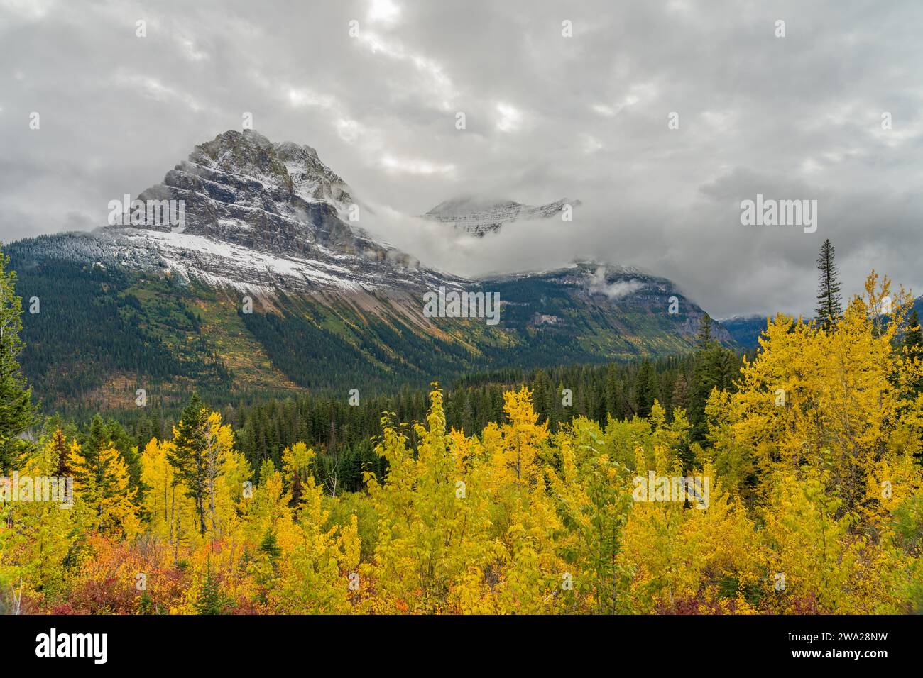 Die Herbstfarbe entlang der Going to the Sun Road im Glacier National Park, Montana, USA. Stockfoto