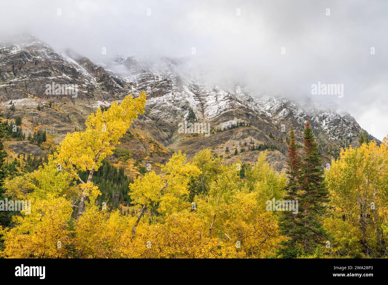 Herbstlaub in der vielen Gletscherregion des Glacier National Park, Montana, UJSA. Stockfoto