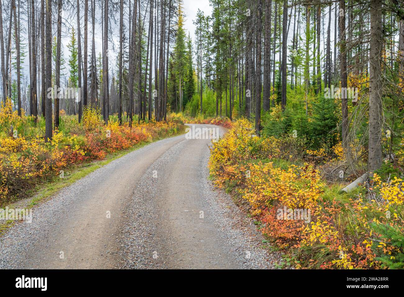 Eine Parkstraße mit Herbstlaub im Glacier National Park, Montana, USA. Stockfoto