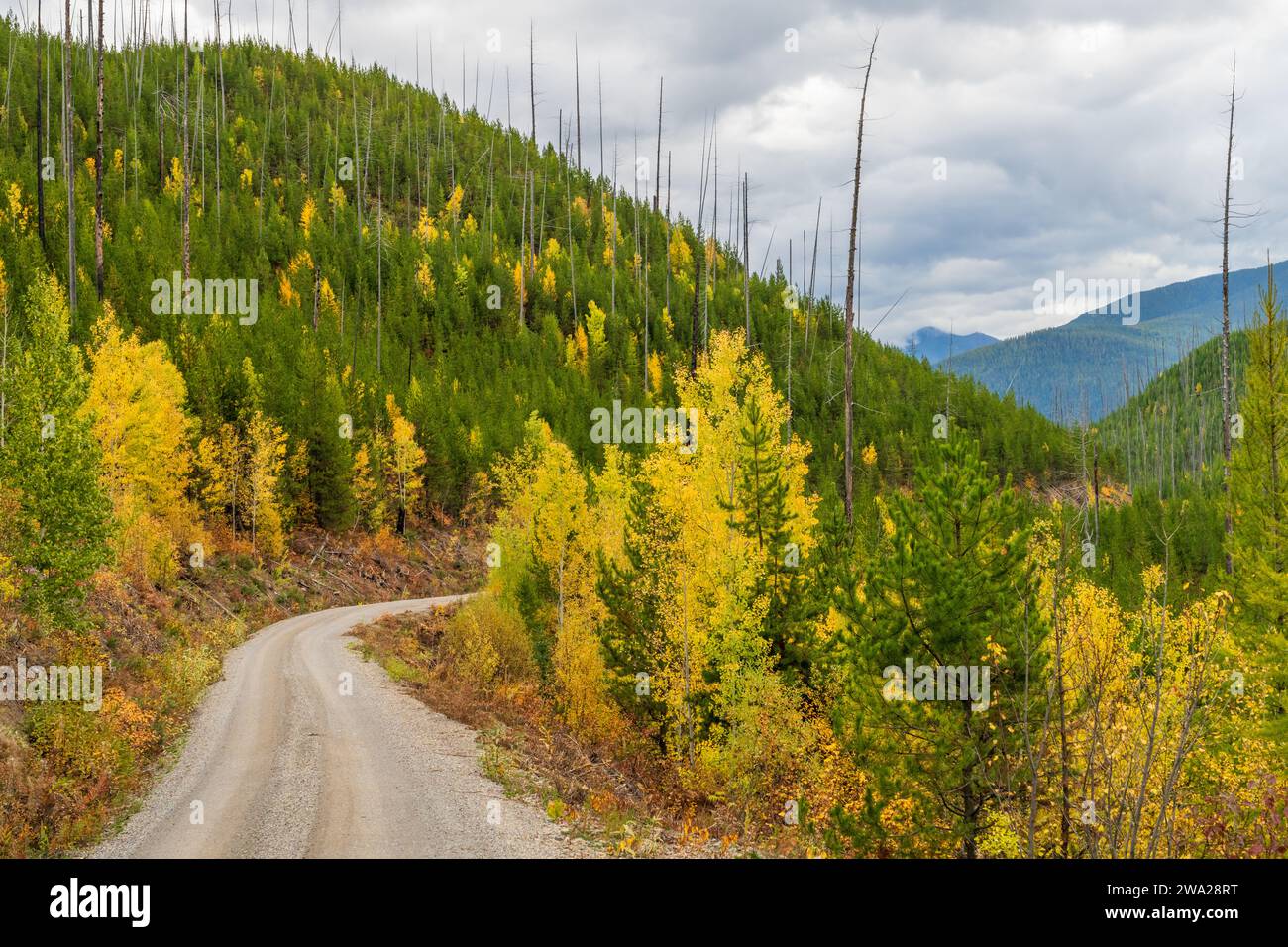 Eine Parkstraße mit Herbstlaub im Glacier National Park, Montana, USA. Stockfoto
