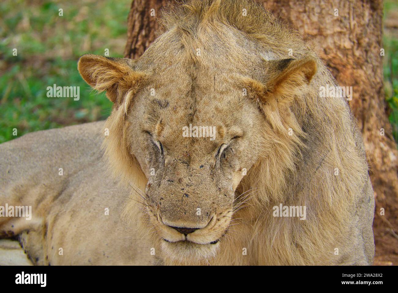 Löwen in der Savanne im Tsavo East und im Tsavo West National Park Stockfoto