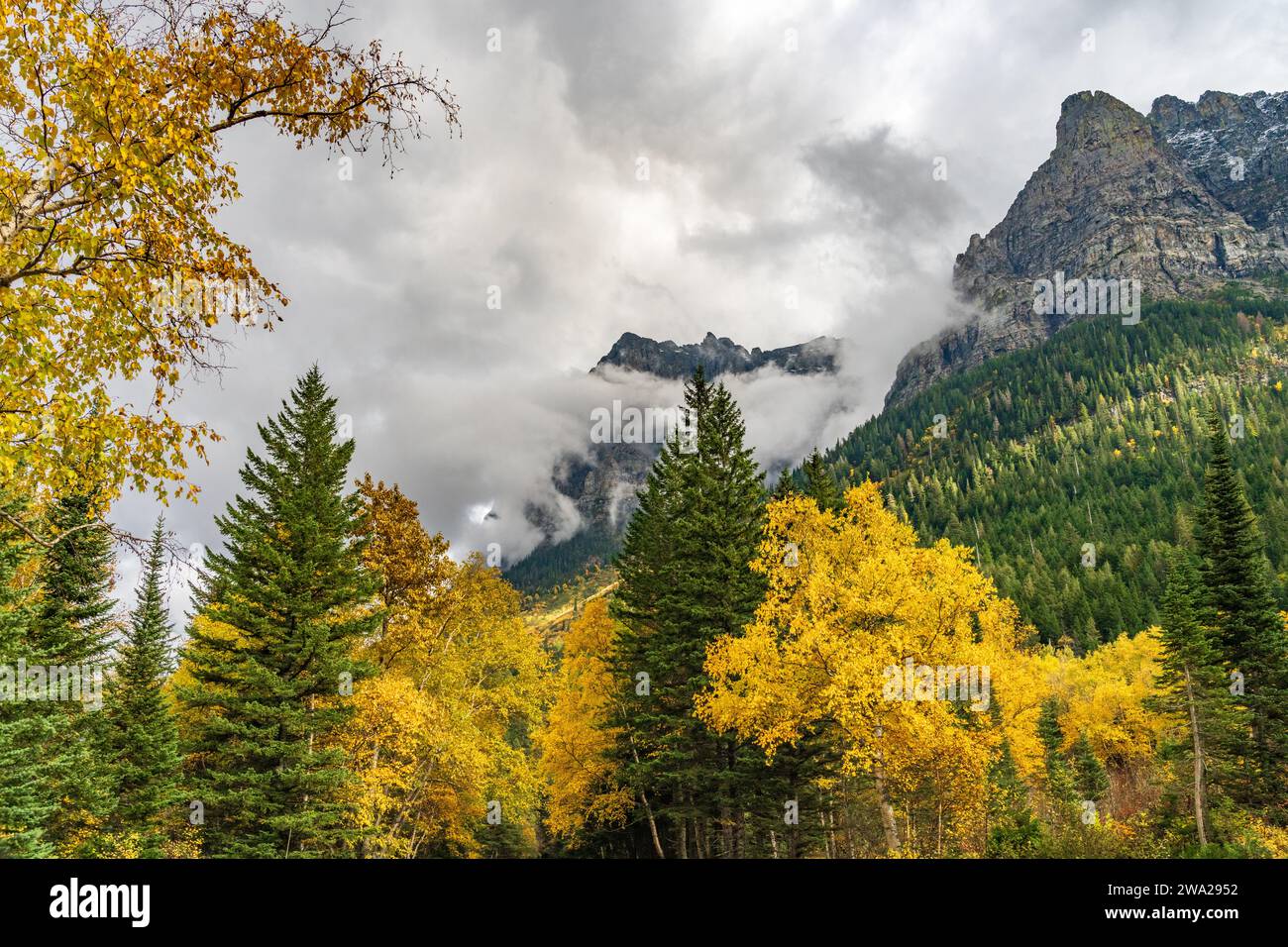 Die Herbstfarbe der Laubhügel entlang der Going to the Sun Road, Glacier National Park, Montana, USA. Stockfoto