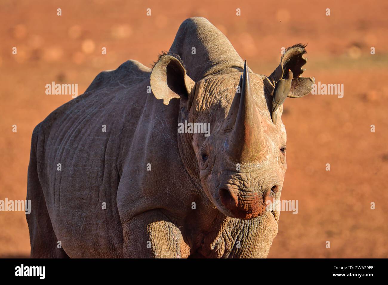 Rhino in Tsavo East, Tsavo West und Amboseli National Park in Kenia Stockfoto