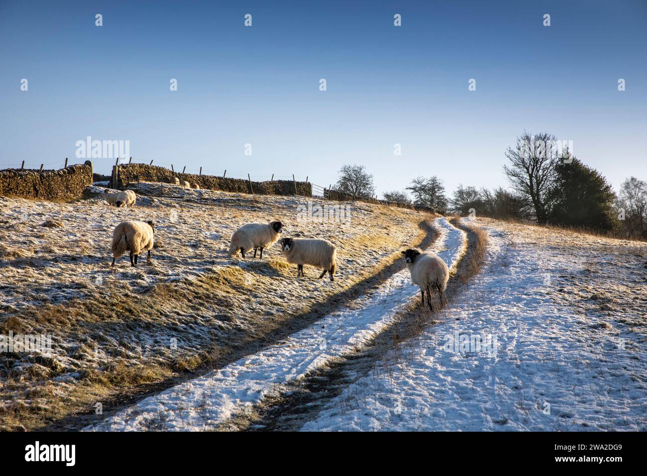 Großbritannien, England, Cheshire, Rainow, Winter, Schafe auf verschneiten Feldern neben dem Fußweg zur Walker Barn Stockfoto