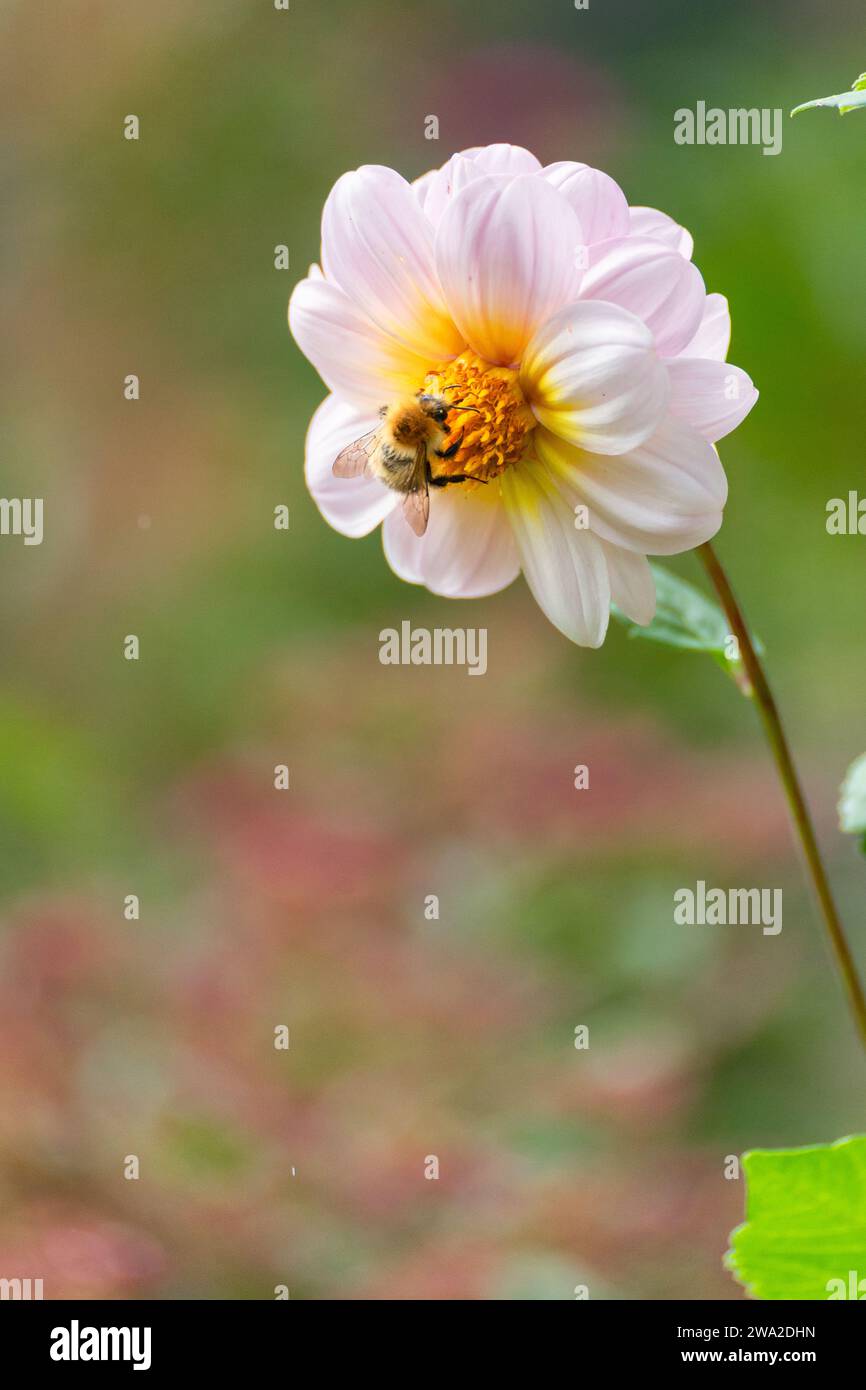 Garten Dahlien in voller Blüte mit Bestäuber (Dahlienblüten) Stockfoto