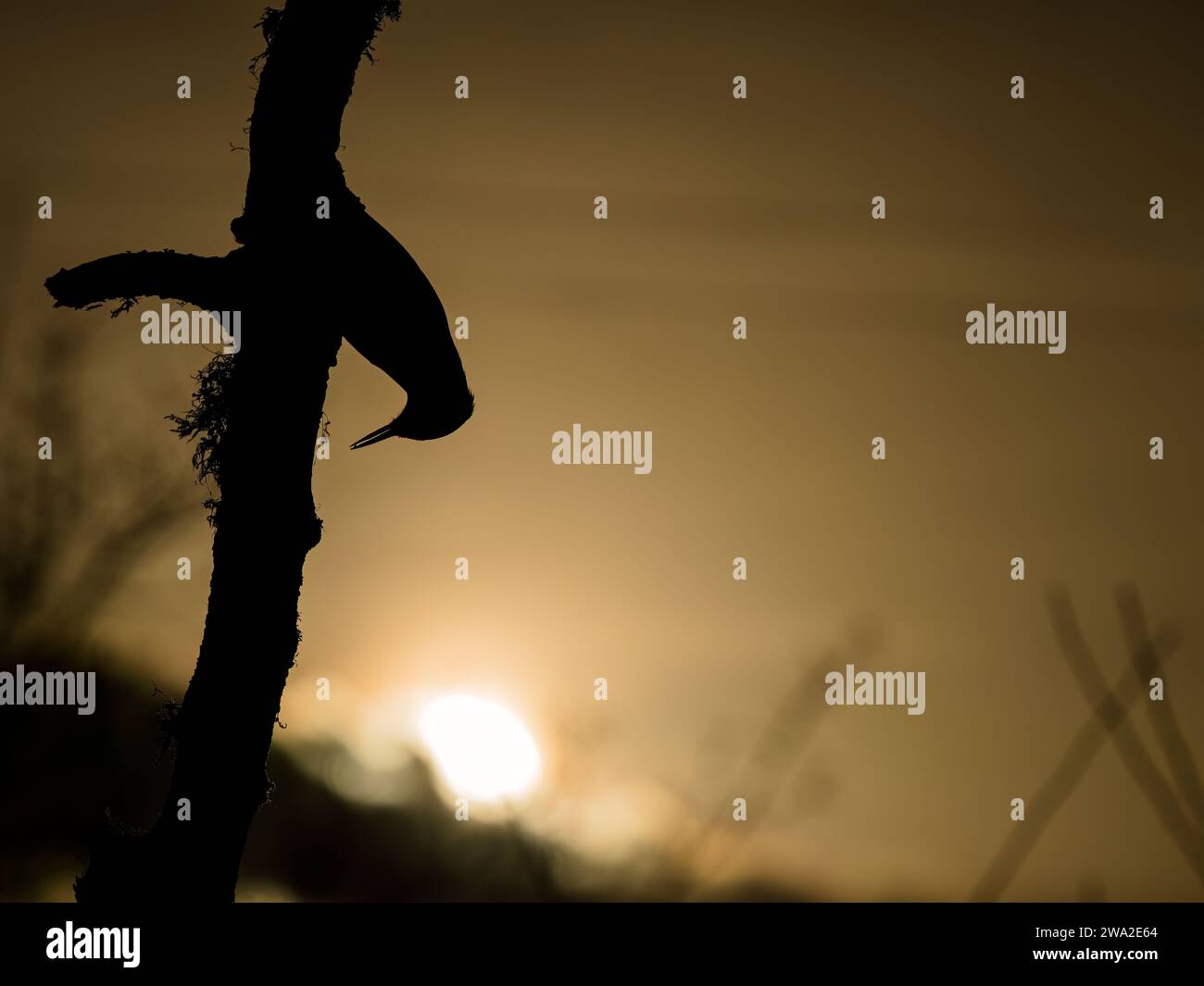 Europäischer Nuthatch-Silhouette im Sonnenlicht, während er im Winter in Mitte Wales auf Nahrungssuche ist Stockfoto