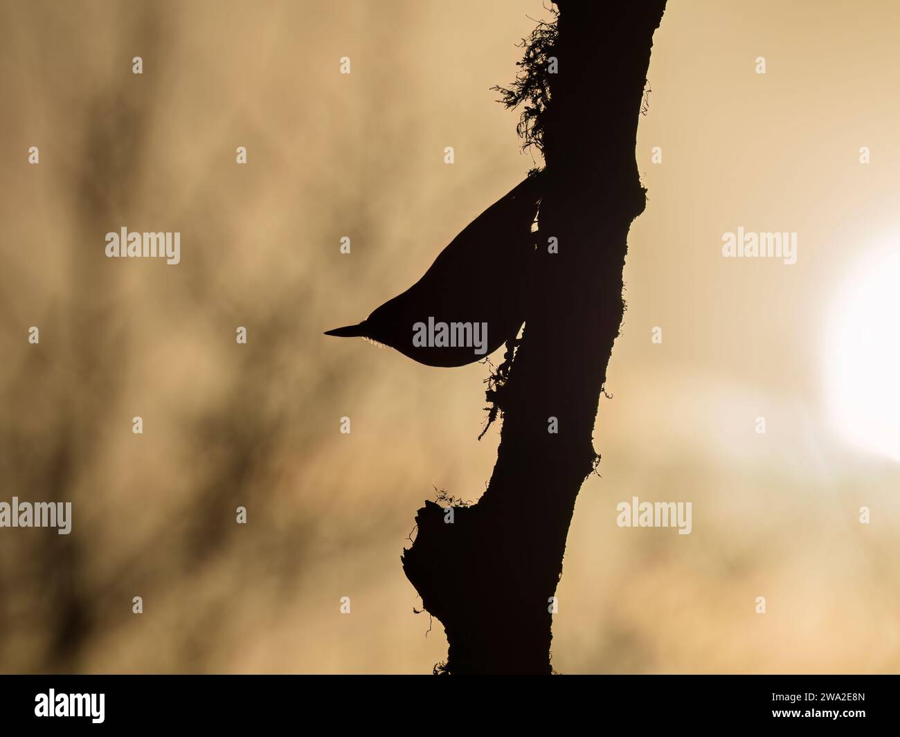 Europäischer Nuthatch-Silhouette im Sonnenlicht, während er im Winter in Mitte Wales auf Nahrungssuche ist Stockfoto