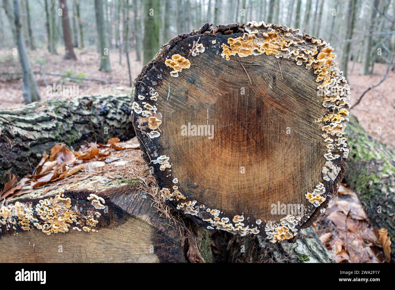Pilze wachsen auf gestapelten Baumstämmen Stockfoto