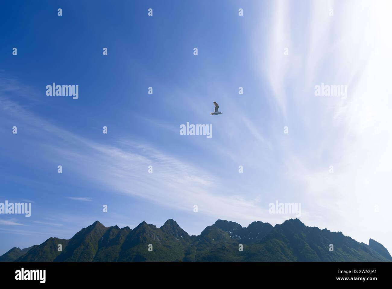 Der einsame Flug einer Möwe verleiht dem beschaulichen Himmel über der zerklüfteten Berglandschaft der Lofoten Leben Stockfoto