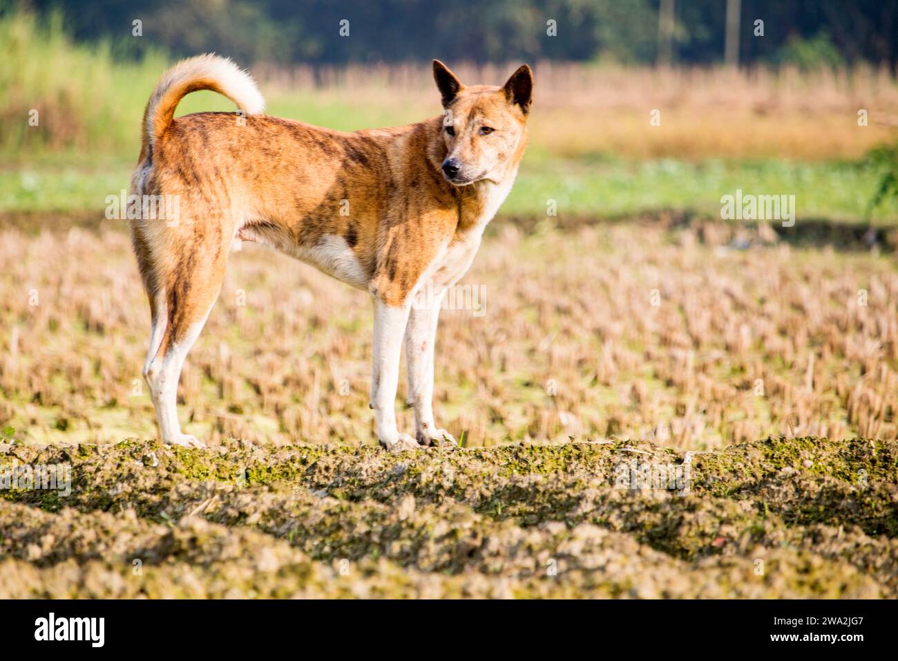 Nahaufnahme von Straßenhund läuft in natürlicher Umgebung. Stockfoto