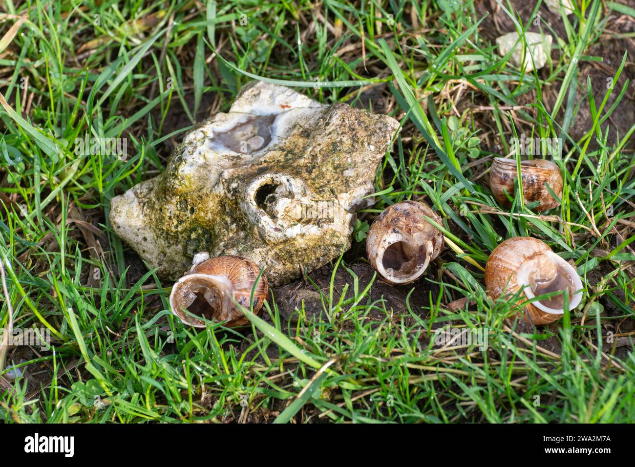 Leere Schneckenschalen, die möglicherweise von einer Lieddrossel gegessen werden, die neben einem Stein im Gras liegt, Großbritannien Stockfoto