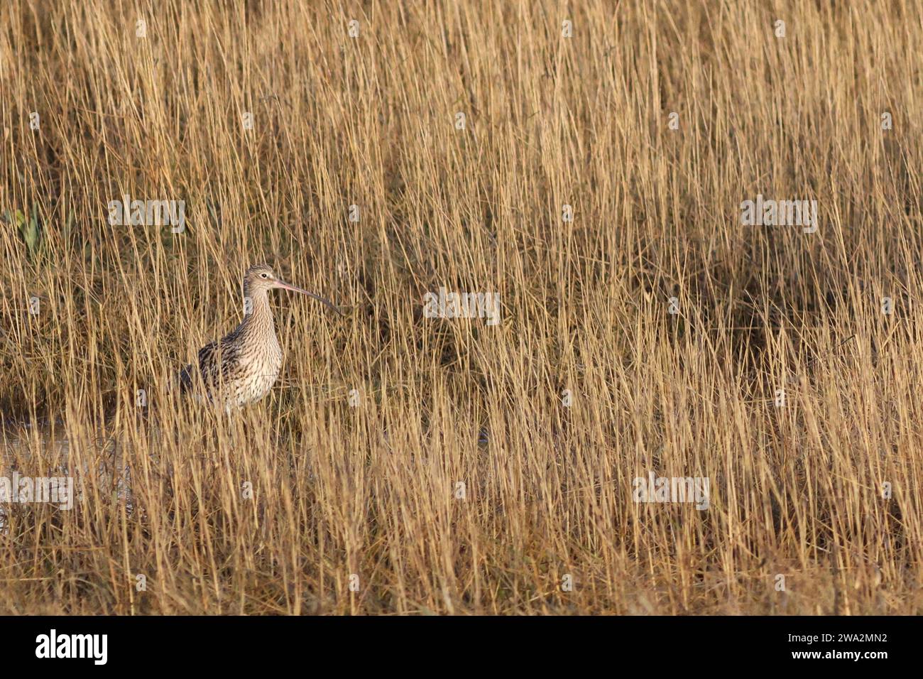 Curlew getarnt in den Salzwiesen Stockfoto