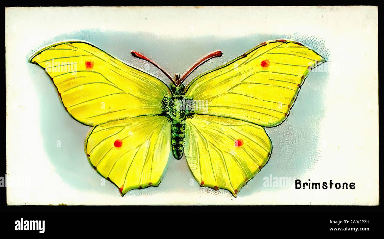 Brimstone Butterfly - Britischer Vintage Tradecard Stockfoto