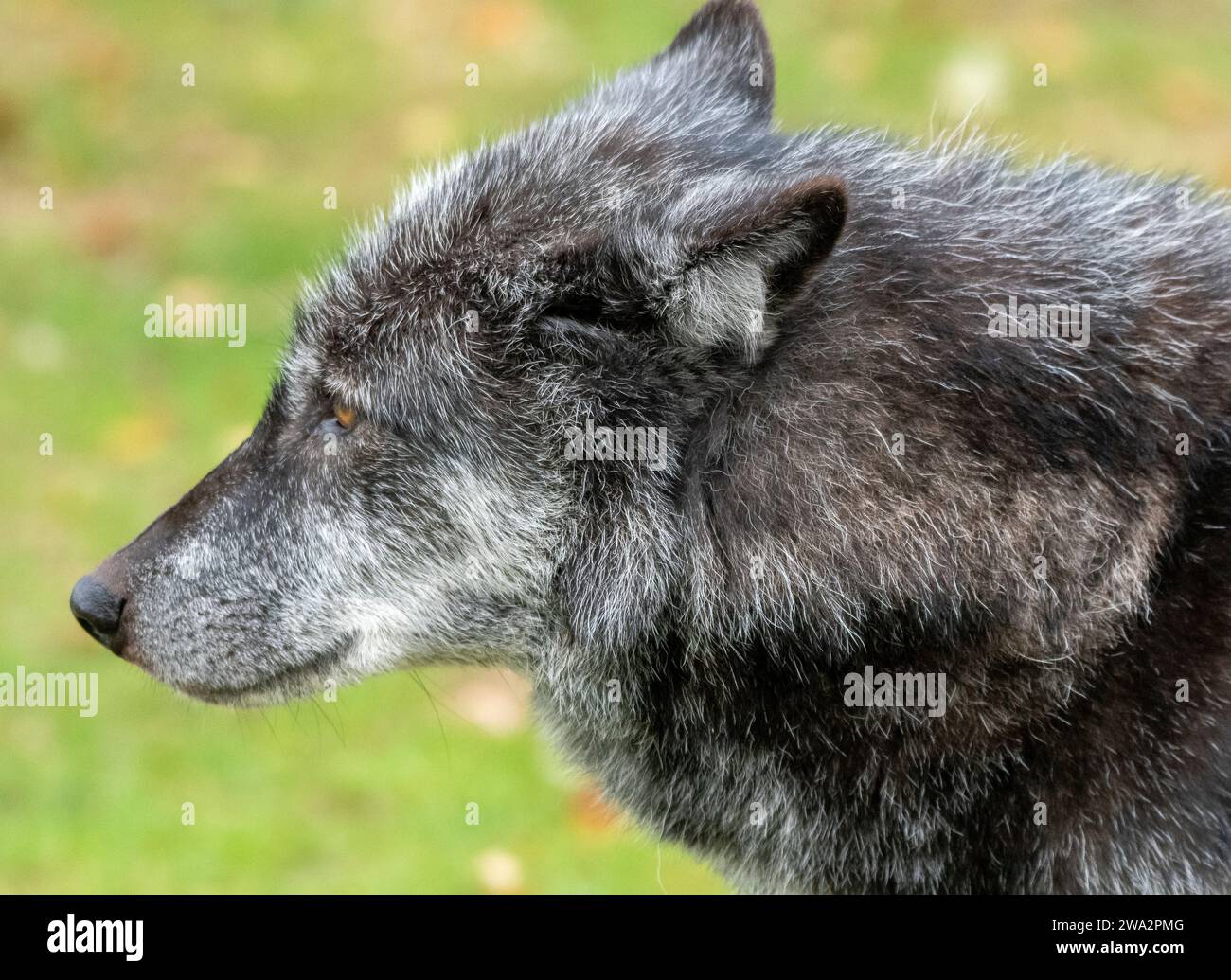 Ein Porträt eines kanadischen Timber-Wolfs Stockfoto