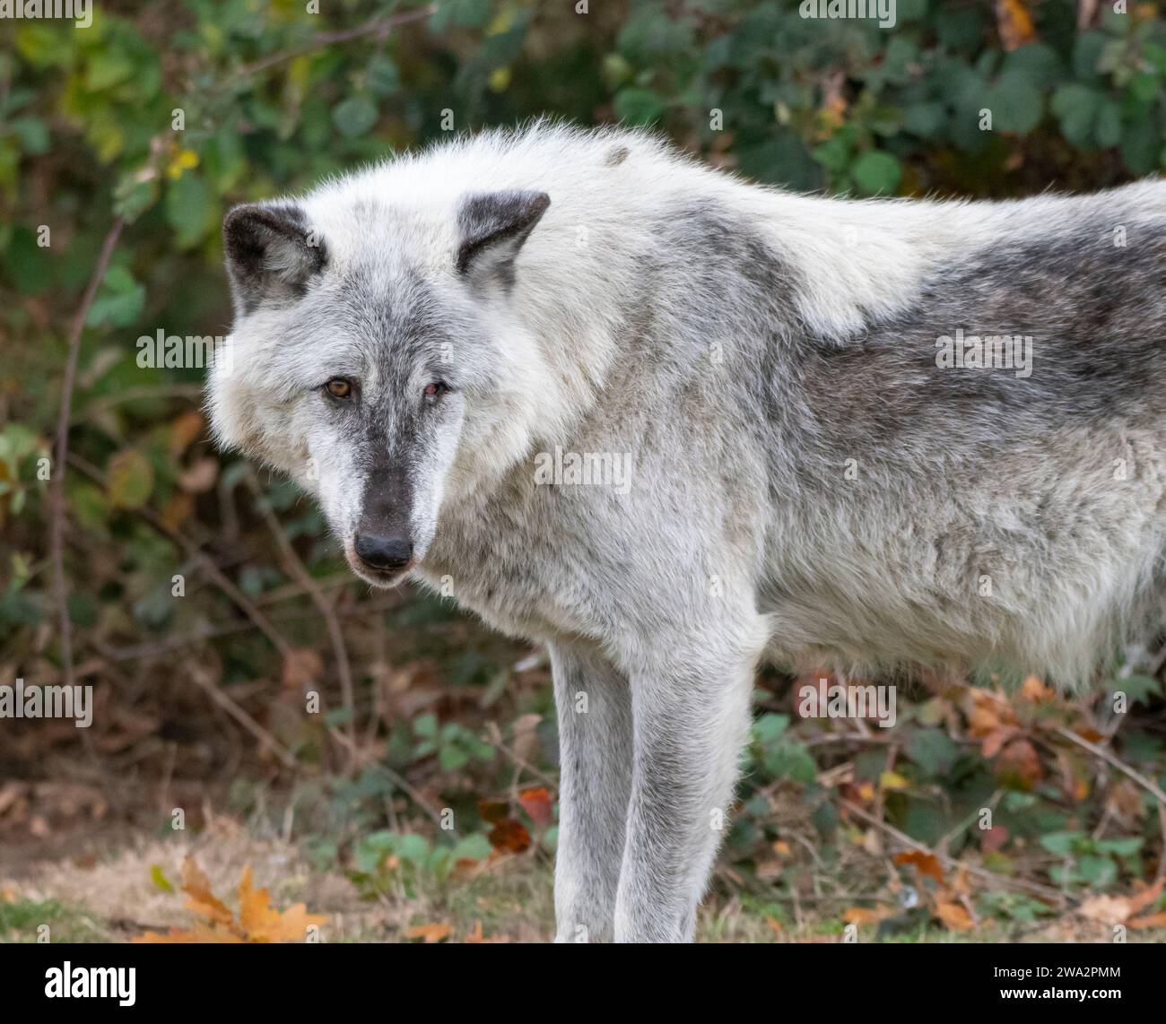 Ein Porträt eines kanadischen Timber-Wolfs Stockfoto