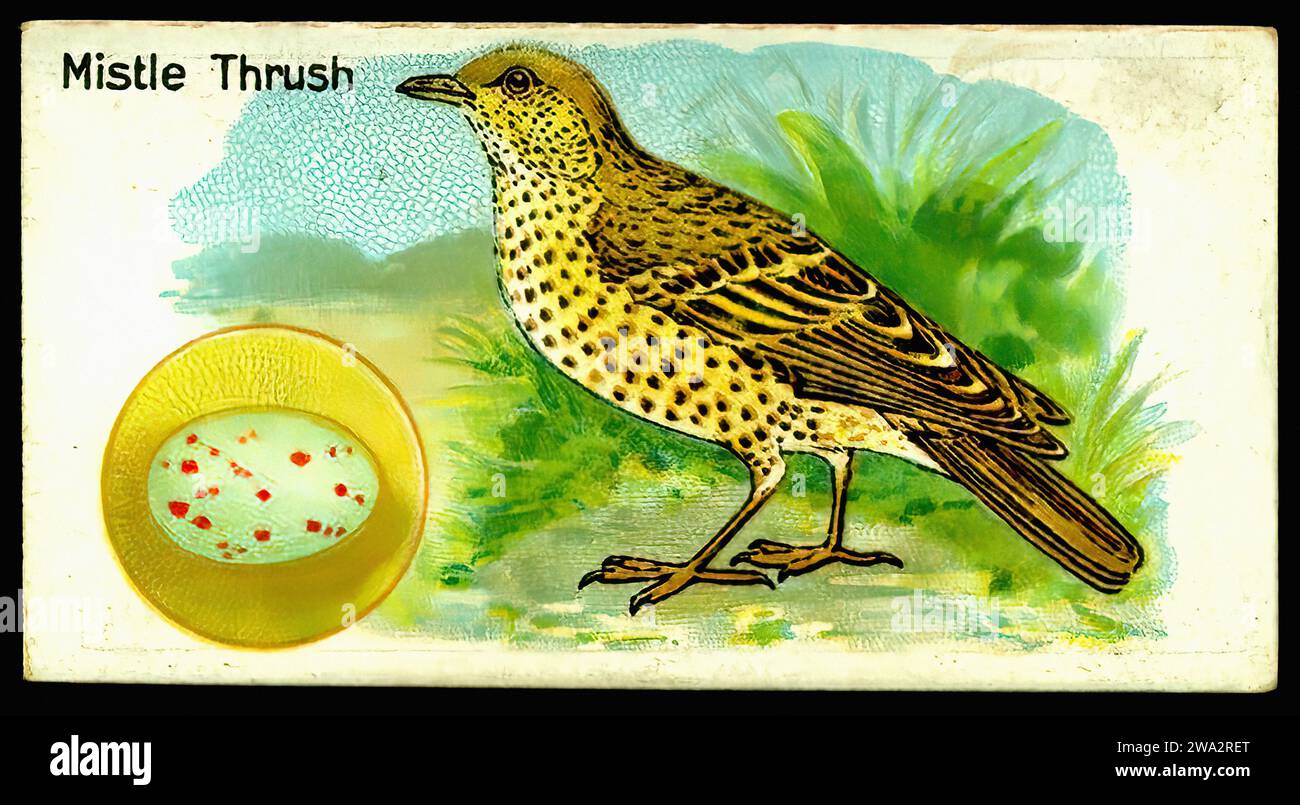 The Mistle Thrush - Vintage British Tradecard Stockfoto