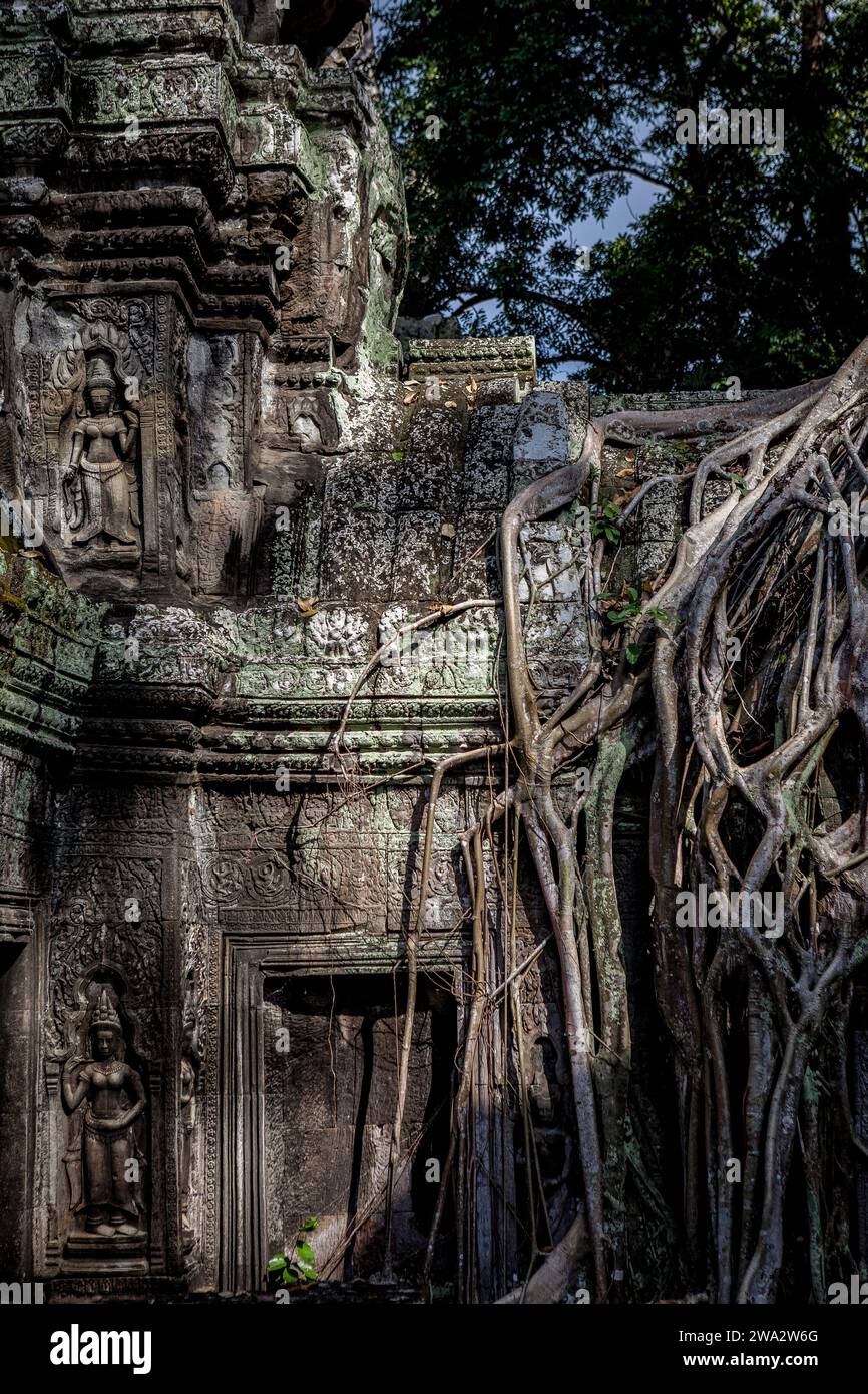 Der Tempel von Ta Prohm in Angkor, Siem Reap, Kambodscha Stockfoto