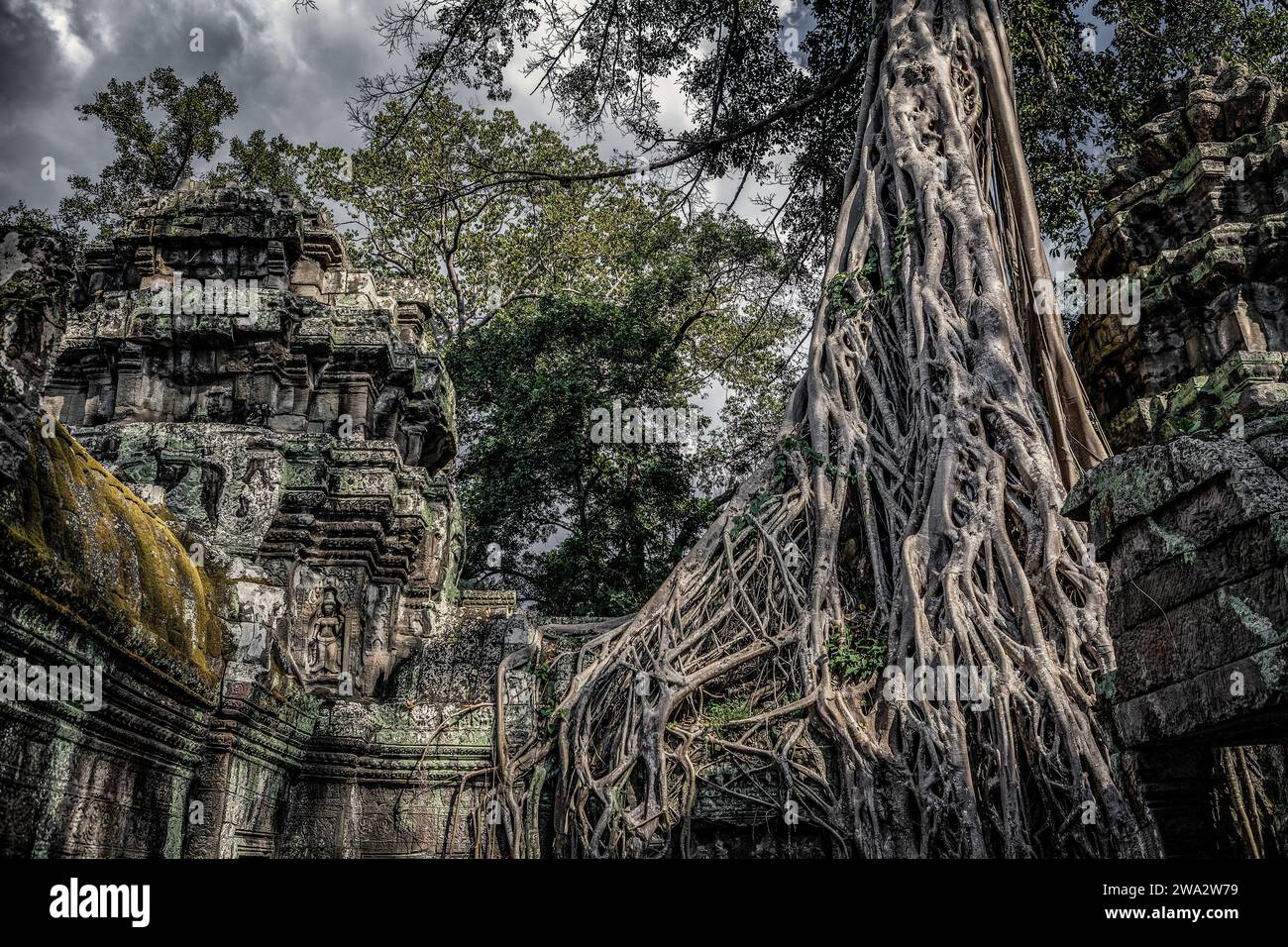 Der Tempel von Ta Prohm in Angkor, Siem Reap, Kambodscha Stockfoto
