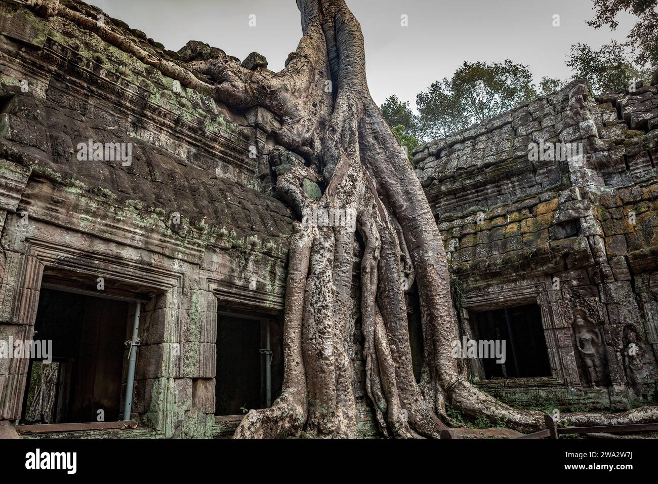 Der Tempel von Ta Prohm in Angkor, Siem Reap, Kambodscha Stockfoto