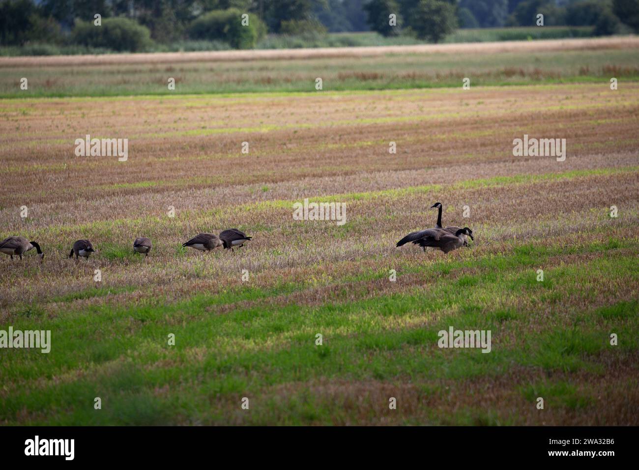 Wildgänse und Wildenten auf einem Feld im Nordwesten deutschlands, Landkreis emsland, niedersachsen, im Sommer 2023 Stockfoto