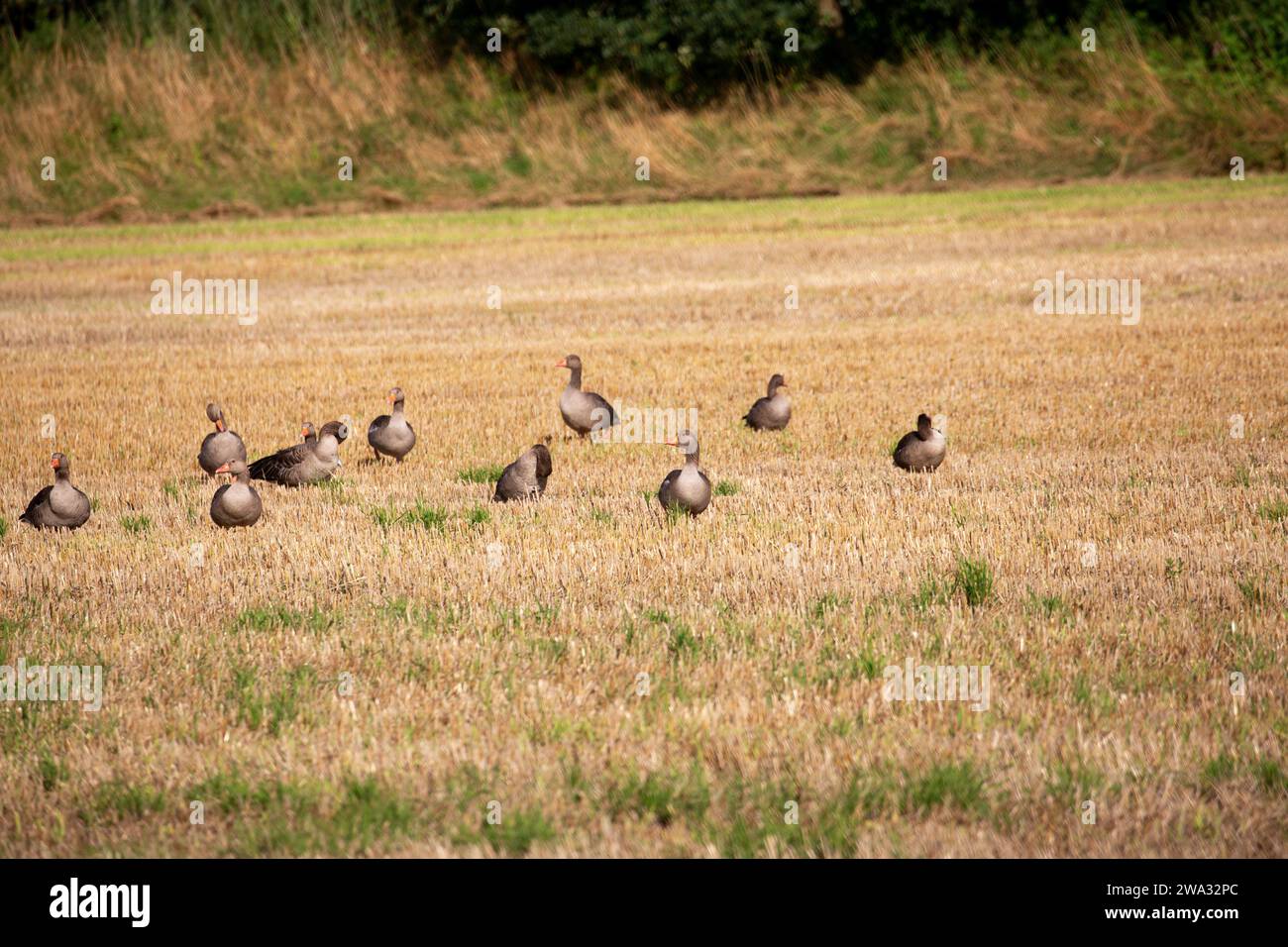 Wildgänse und Wildenten auf einem Feld im Nordwesten deutschlands, Landkreis emsland, niedersachsen, im Sommer 2023 Stockfoto