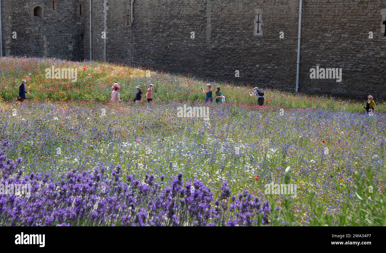 Superbloom im Tower of London Juni 2022 Blumen in den Graben gepflanzt, durch die Menschen gehen Stockfoto