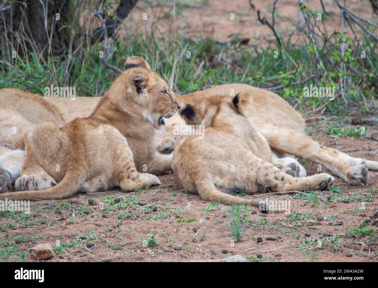 Verschiedene Wildtiere im Kruger-Nationalpark - Südafrika Stockfoto