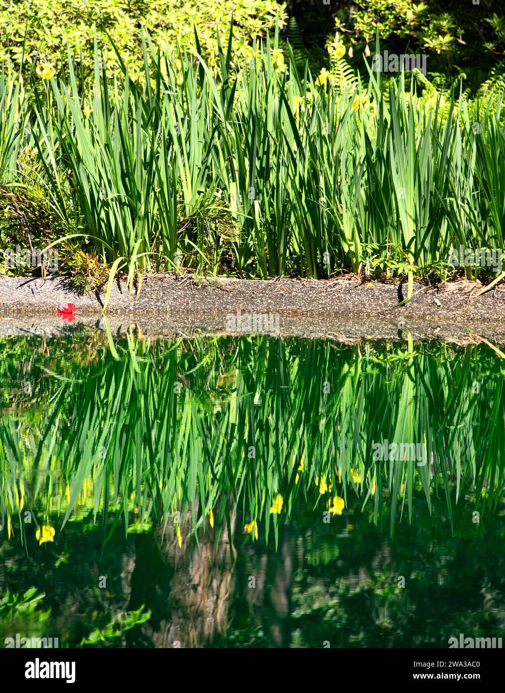 Wunderschön gepflegter Garten im Maclay Gardens National Park in Tallahassee, Florida Stockfoto